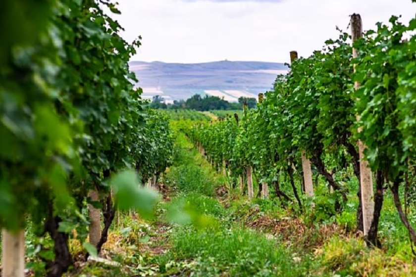 Daily Mail-ი: დაივიწყეთ საფრანგეთი, იტალია და ესპანეთი – ყურძენი, რომელიც საუკეთესო ევროპული ღვინოების დასამზადებლად გამოიყენება, შესაძლოა, საქართველოდან იყოს