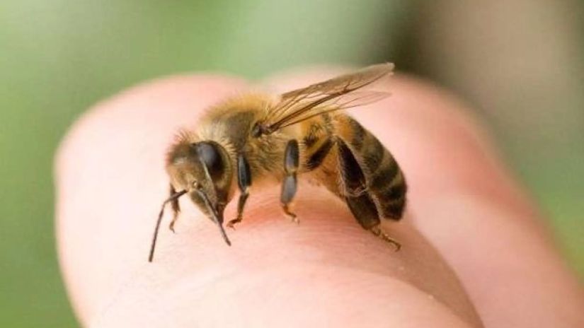 რატომ კვდება ფუტკარი ადამიანის დანესტვრის შემდეგ?